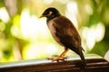 Common Myna Bird From Southeast Asia