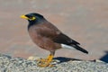 Common myna