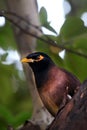 Common myna in green Royalty Free Stock Photo