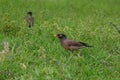 Common Myna green  grass Royalty Free Stock Photo