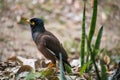 Great myna are seeking food in the rice field Royalty Free Stock Photo