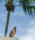 Common myna or Indian myna, Acridotheres tristis, in Phuket, Thailand