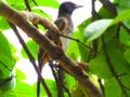 The common myna or Indian myna Acridotheres tristis, sometimes spelled mynah. Royalty Free Stock Photo