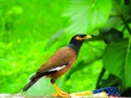 The common myna or Indian myna Acridotheres tristis, sometimes spelled mynah. Royalty Free Stock Photo