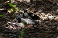 Common myna Acridotheres tristis fighting on the ground Royalty Free Stock Photo