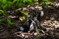 Common myna Acridotheres tristis fighting on the ground Royalty Free Stock Photo