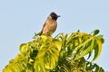 Common myna