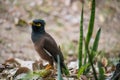 Great myna are seeking food in the rice field Royalty Free Stock Photo