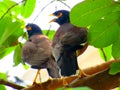 The common myna or Indian myna Acridotheres tristis, sometimes spelled mynah. Royalty Free Stock Photo