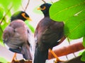 The common myna or Indian myna Acridotheres tristis, sometimes spelled mynah. Royalty Free Stock Photo