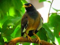 The common myna or Indian myna Acridotheres tristis, sometimes spelled mynah. Royalty Free Stock Photo