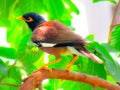 The common myna or Indian myna Acridotheres tristis, sometimes spelled mynah. Royalty Free Stock Photo