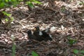 Common myna Acridotheres tristis fighting on the ground Royalty Free Stock Photo