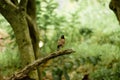 Common myna or Indian mynah Acridotheres tristis of Sturnidae starlings bird family spotted in a forest tree branch of Royalty Free Stock Photo