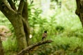 Common myna or Indian mynah Acridotheres tristis of Sturnidae starlings bird family spotted in forest tree branch of omnivorous Royalty Free Stock Photo