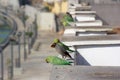 Common Myna and Indian parrots