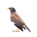 Common Myna isolated on white background embed clipping path