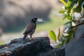 A common myna bird is carrying plastic on its beak