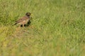 Common myna in New Zealand