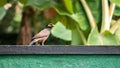 Common myna perched on the green garden fence wall Royalty Free Stock Photo