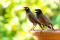 Common Myna perching on round clay tray