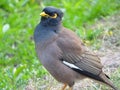 Common Myna Roaming in Park Royalty Free Stock Photo