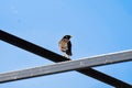 Common Myna sitting . Blue sky .