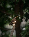 Common myna sitting on branch in garden. Bird with yellow beak on blurred green background. Bird in family Sturnidae, Royalty Free Stock Photo