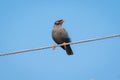 Common Myna sitting on electric wire