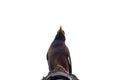 A common myna sitting on an electricity pole,white isolated background with copy space Royalty Free Stock Photo