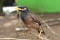 Common Myna Sturnus tristis bird in nature Portrait of Common Myna in Nature blur background Royalty Free Stock Photo