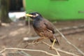 Common Myna Sturnus tristis bird in nature hd Portrait of Common Myna in Nature blur background Royalty Free Stock Photo