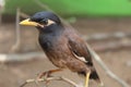 Common Myna Sturnus tristis bird in nature hd Portrait of Common Myna in Nature blur background Royalty Free Stock Photo