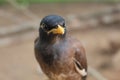 Common Myna Sturnus tristis bird hd in nature Portrait of Common Myna in Nature blur background Royalty Free Stock Photo