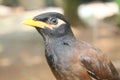 Common Myna Sturnus tristis bird hd in nature Portrait of Common Myna in Nature blur background Royalty Free Stock Photo