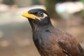 Common Myna Sturnus tristis bird in nature Portrait of Common Myna in Nature blur background Royalty Free Stock Photo