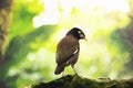 A Common myna on a tree. bird, wildlife, forest, nature, animals