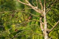 Common myna on tree brach with blurred green background Royalty Free Stock Photo