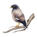 Common myna on the tree branch watercolor illustration. Hand drawn Asian mynah bird perched. Acridotheres tristis avian