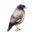 Common Myna Watercolor Illustration. Hand Drawn Asian Mynah Bird. Acridotheres Tristis Avian Realistic Image. Common