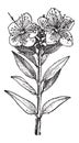 Common Myrtle or Myrtus communis, vintage engraving