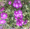 Common name - annual phlox