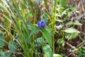 The common name `bottle gentian Gentiana andrewsii