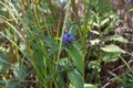 the common name `bottle gentian Gentiana andrewsii