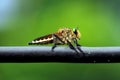 The common name Robber fly