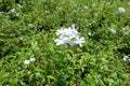 White Cape Leadwort in Green Garden Royalty Free Stock Photo