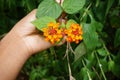 Red and orange Gandapana flowers.