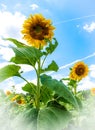 Field of Sunflowers (Helianthus Annuus)