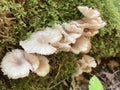 Common name: Toothed jelly fungus, scientific name: Pseudohydnum gelatinosum