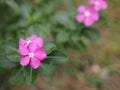 Common name West Indian, Madagascar, Bringht eye, Indian, Cape, Pinkle-pinkle, Vinca, Cayenne jasmine, Rose periwinkle, Old maid Royalty Free Stock Photo